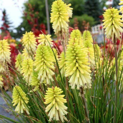 Kniphofia ‘Poco Citron’