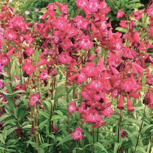 Penstemon ‘Port Wine’