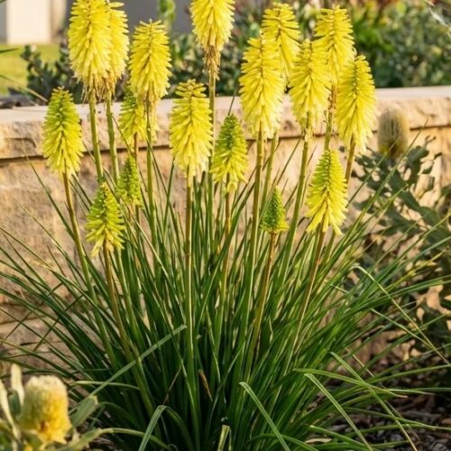 Alternative view of Kniphofia ‘Poco Citron’