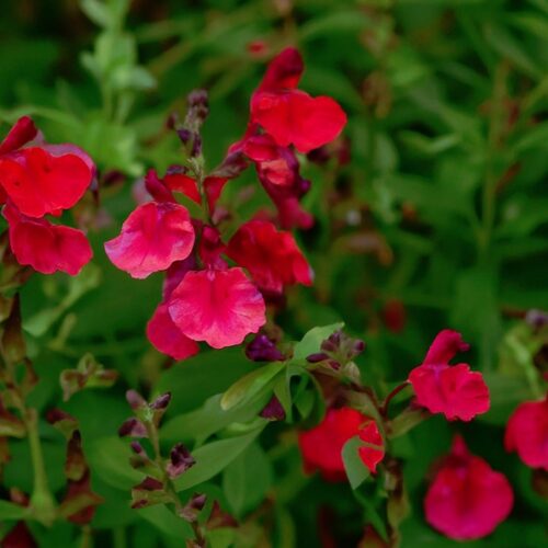 Salvia 'Cherry Red Mirage'