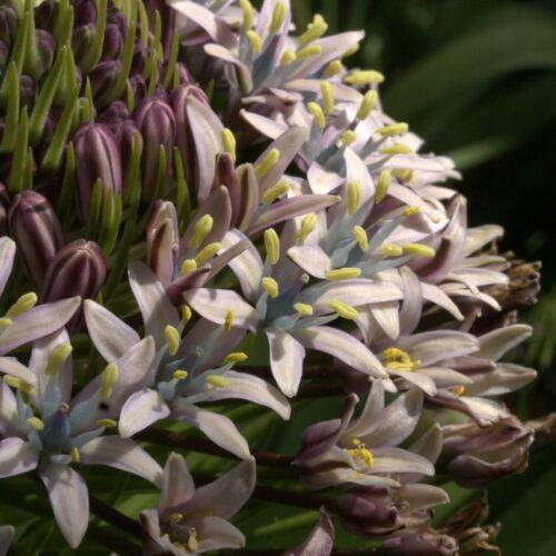 Alternative view of Scilla sicula