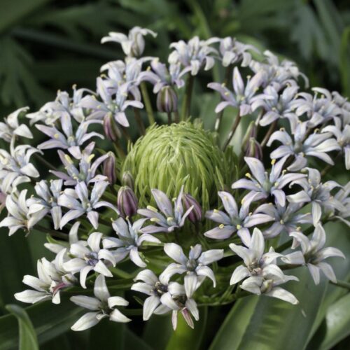 Scilla sicula