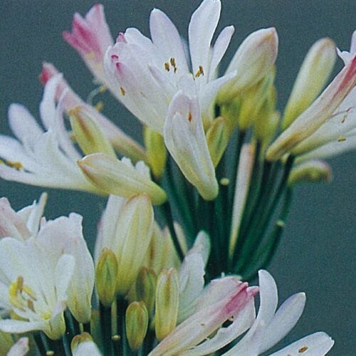 Agapanthus albo-roseus
