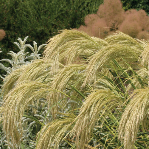 Chionochloa flavicans