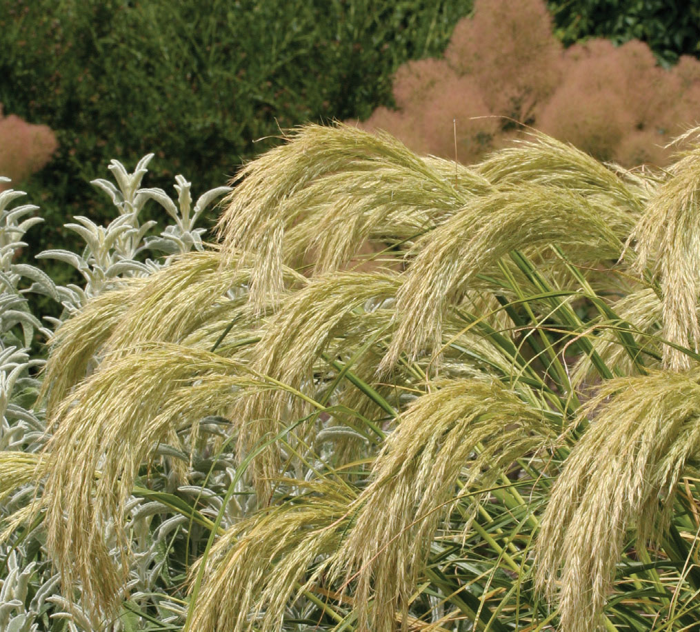 Chionochloa flavicans