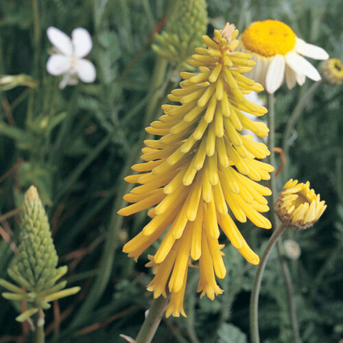 Kniphofia ‘Ascot Lemon’