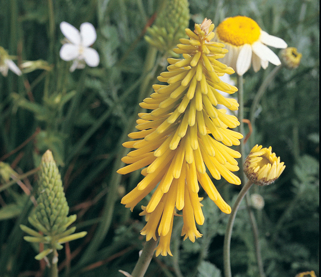 Kniphofia ‘Ascot Lemon’