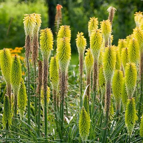 Alternative view of Kniphofia ‘Percy’s Pride’