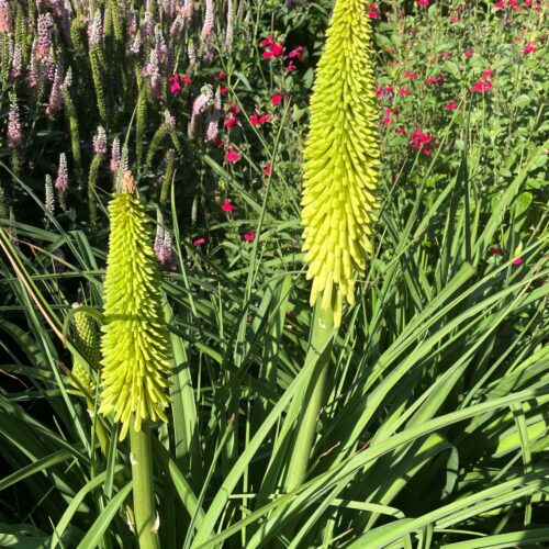 Kniphofia ‘Percy’s Pride’