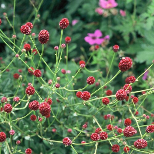 Sanguisorba officinalis ‘Tanna’