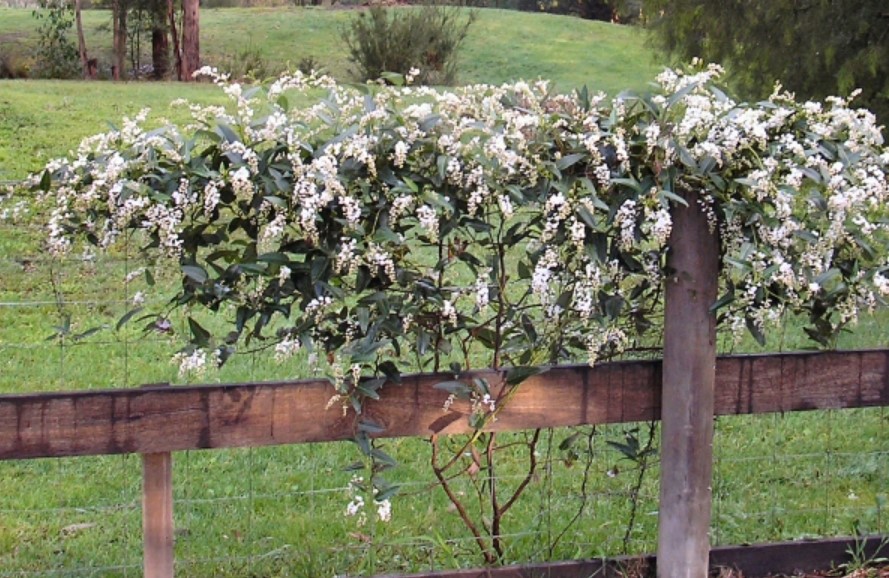 Hardenbergia violacea ‘Snow White’ - Image 2