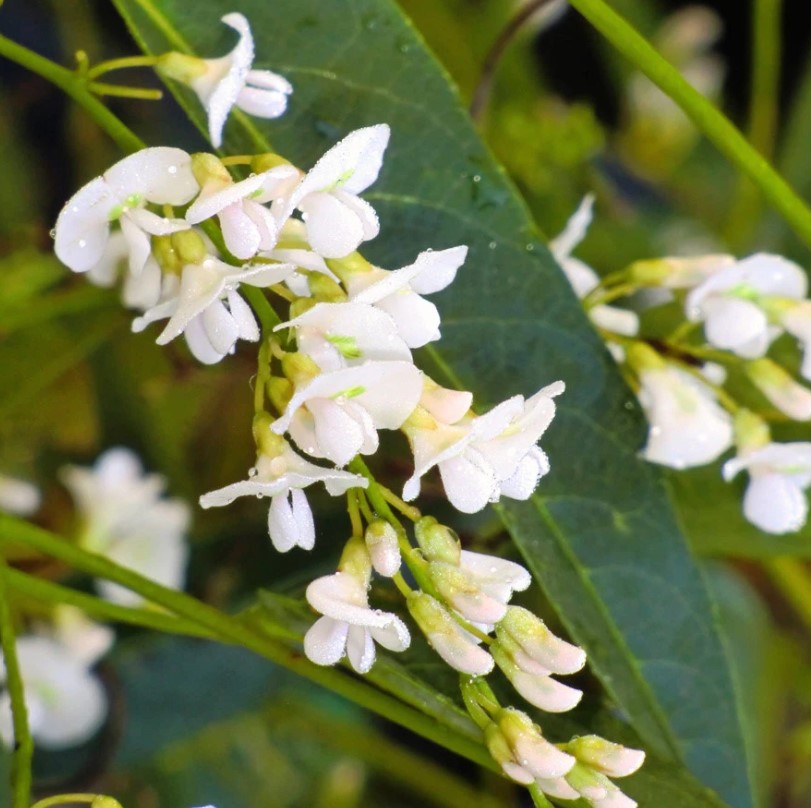 Hardenbergia violacea ‘Snow White’