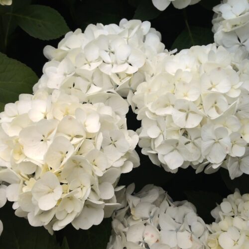 Hydrangea macrophylla ‘Bridal Bouquet’