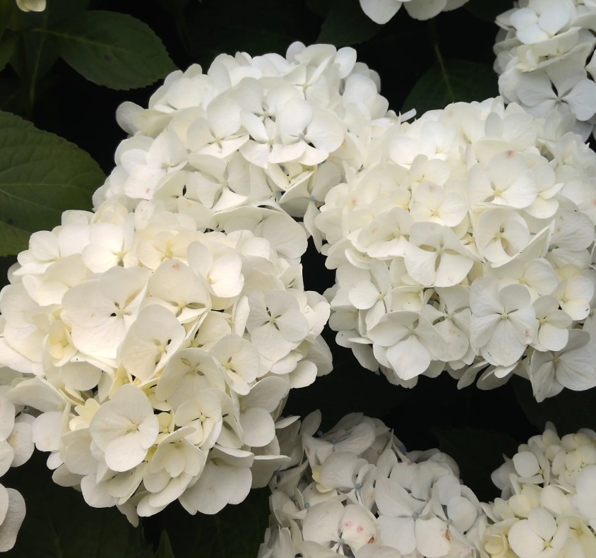 Hydrangea macrophylla ‘Bridal Bouquet’
