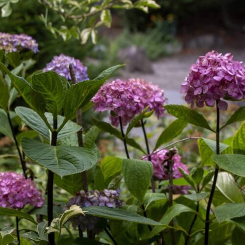 Alternative view of Hydrangea macrophylla ‘Nigra’