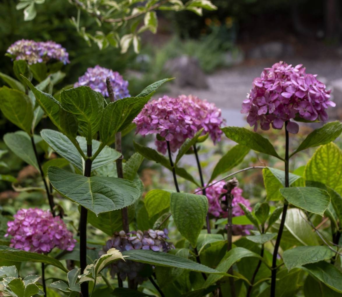 Hydrangea macrophylla ‘Nigra’ - Image 2