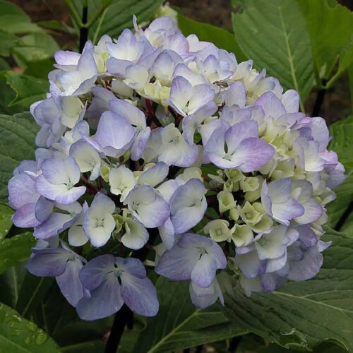 Hydrangea macrophylla ‘Nigra’