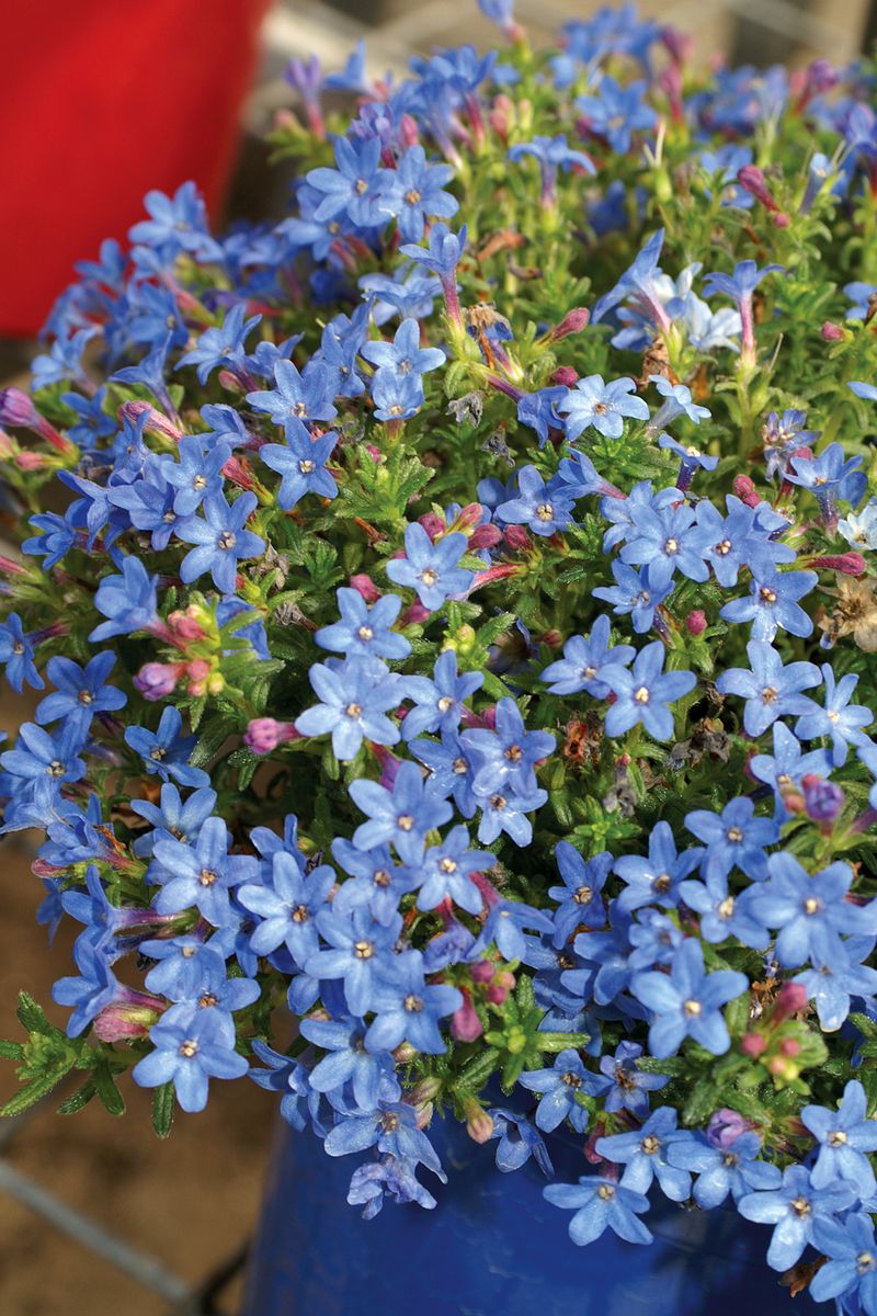 Lithodora diffusa ‘Baby Blue’ - Image 2