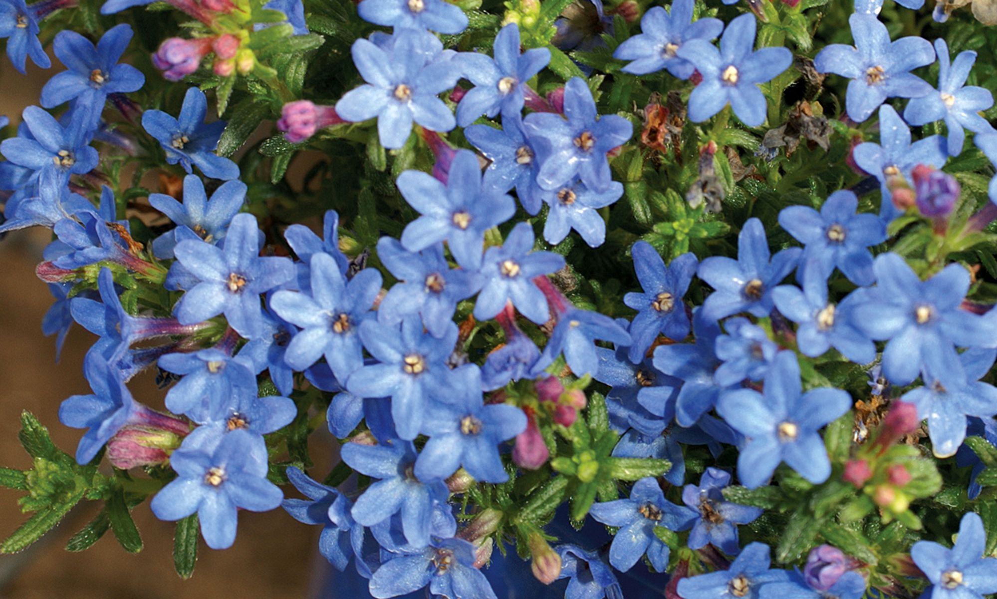 Lithodora diffusa ‘Baby Blue’