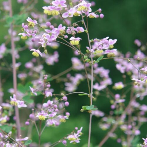Thalictrum rochebruneanum