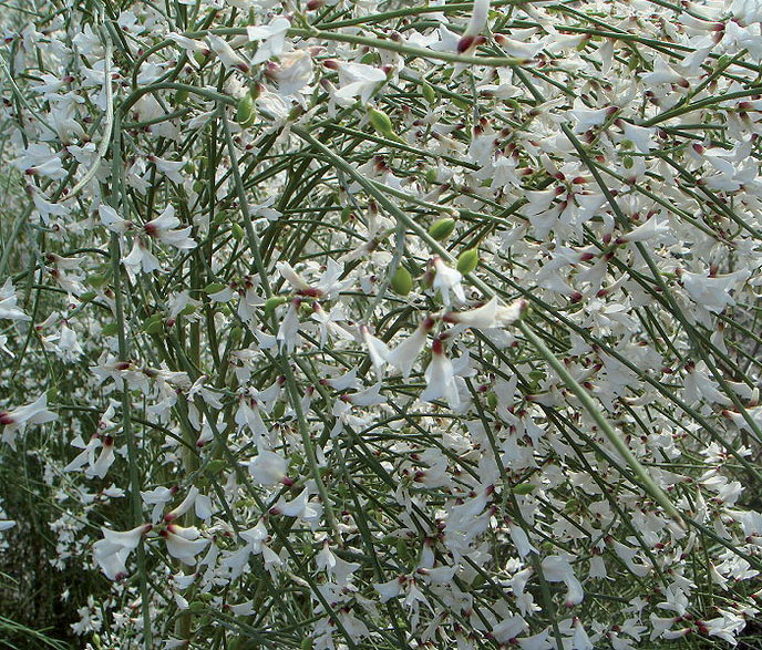 Genista monosperma - Image 2