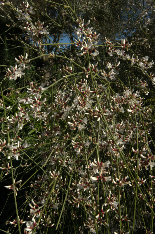 Genista monosperma - Image 3