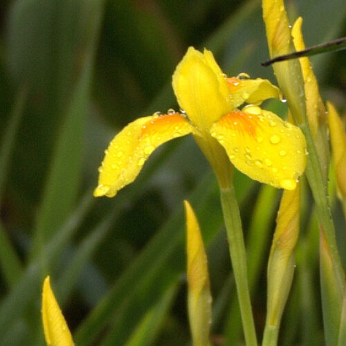 Moraea spathulata