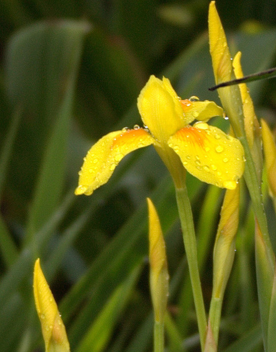 Moraea spathulata