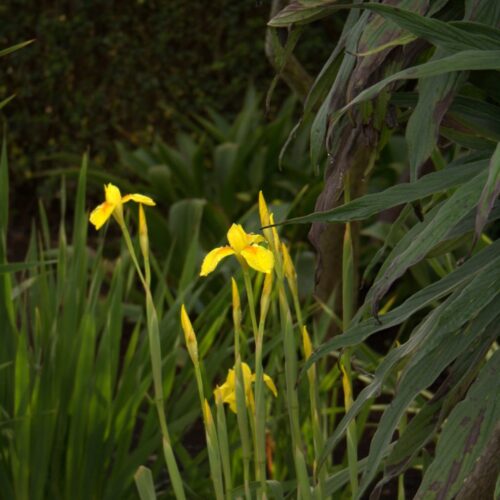 Alternative view of Moraea spathulata