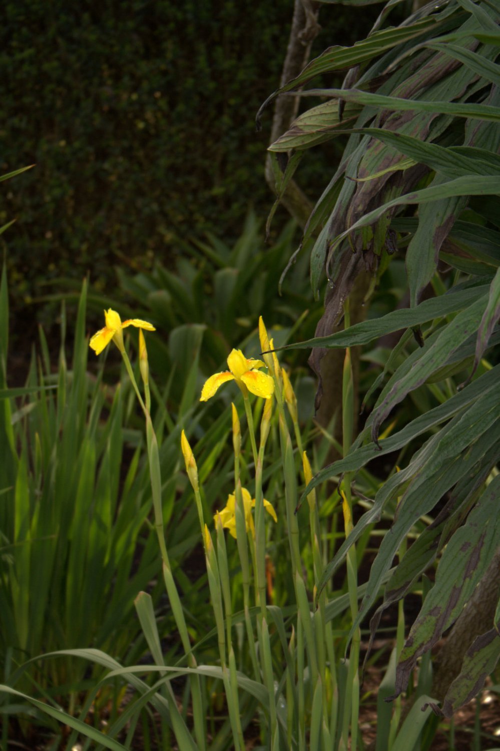 Moraea spathulata - Image 2