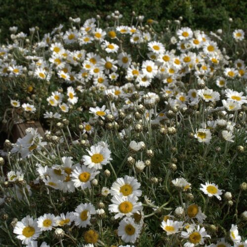 Rhodanthemum hosmariense