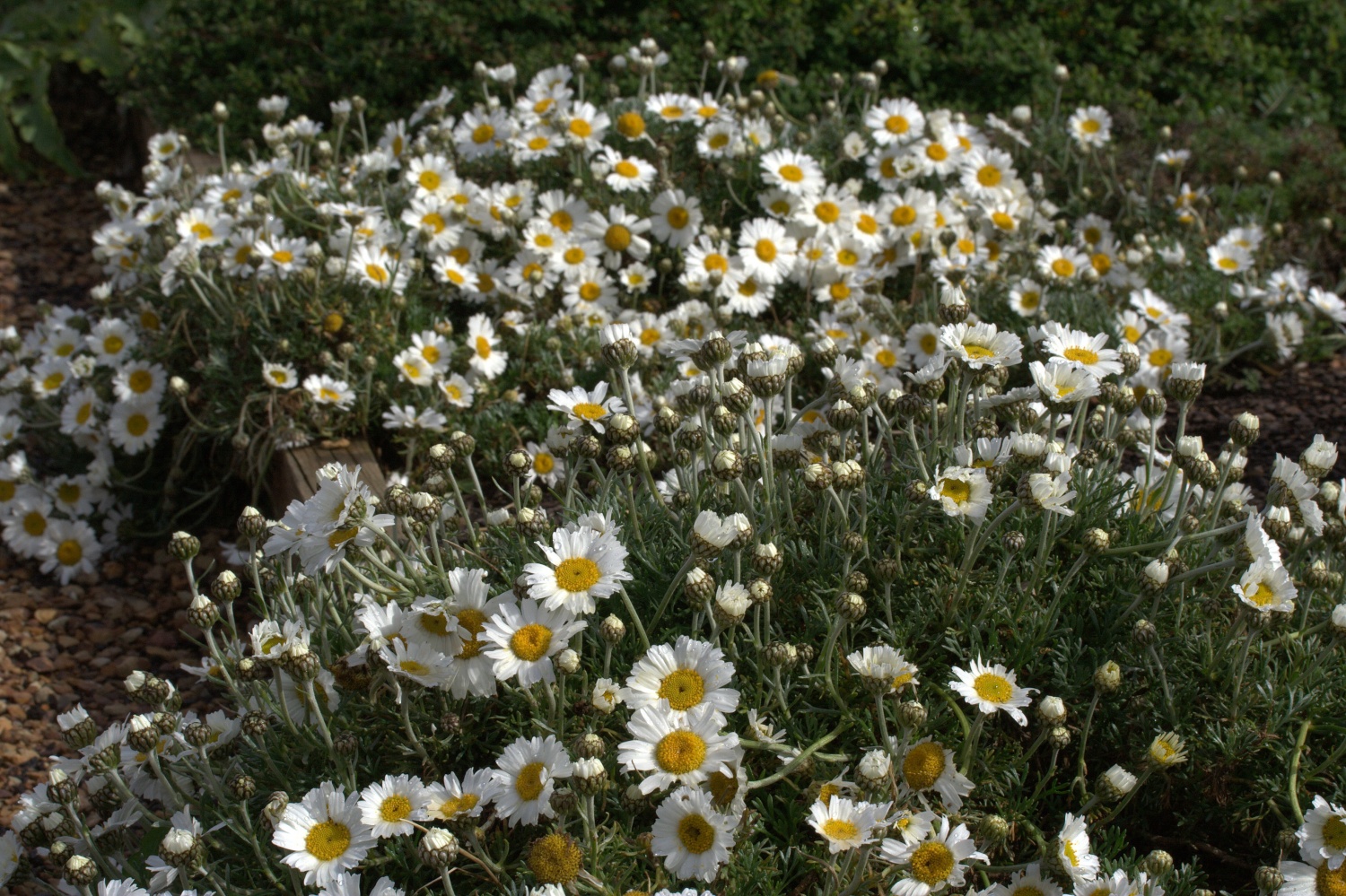 Rhodanthemum hosmariense