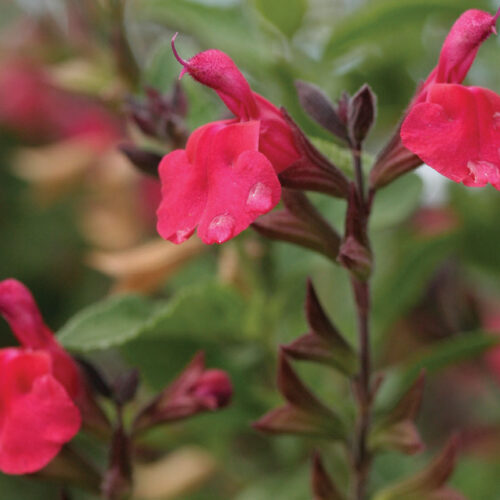 Salvia microphylla ‘Cerise Velvet’