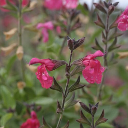 Alternative view of Salvia microphylla ‘Cerise Velvet’