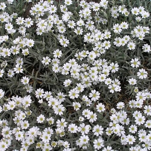 Cerastium tomentosum var. columnae ‘Silver Carpet’