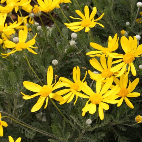 Euryops pectinatus ‘Little Sunray’