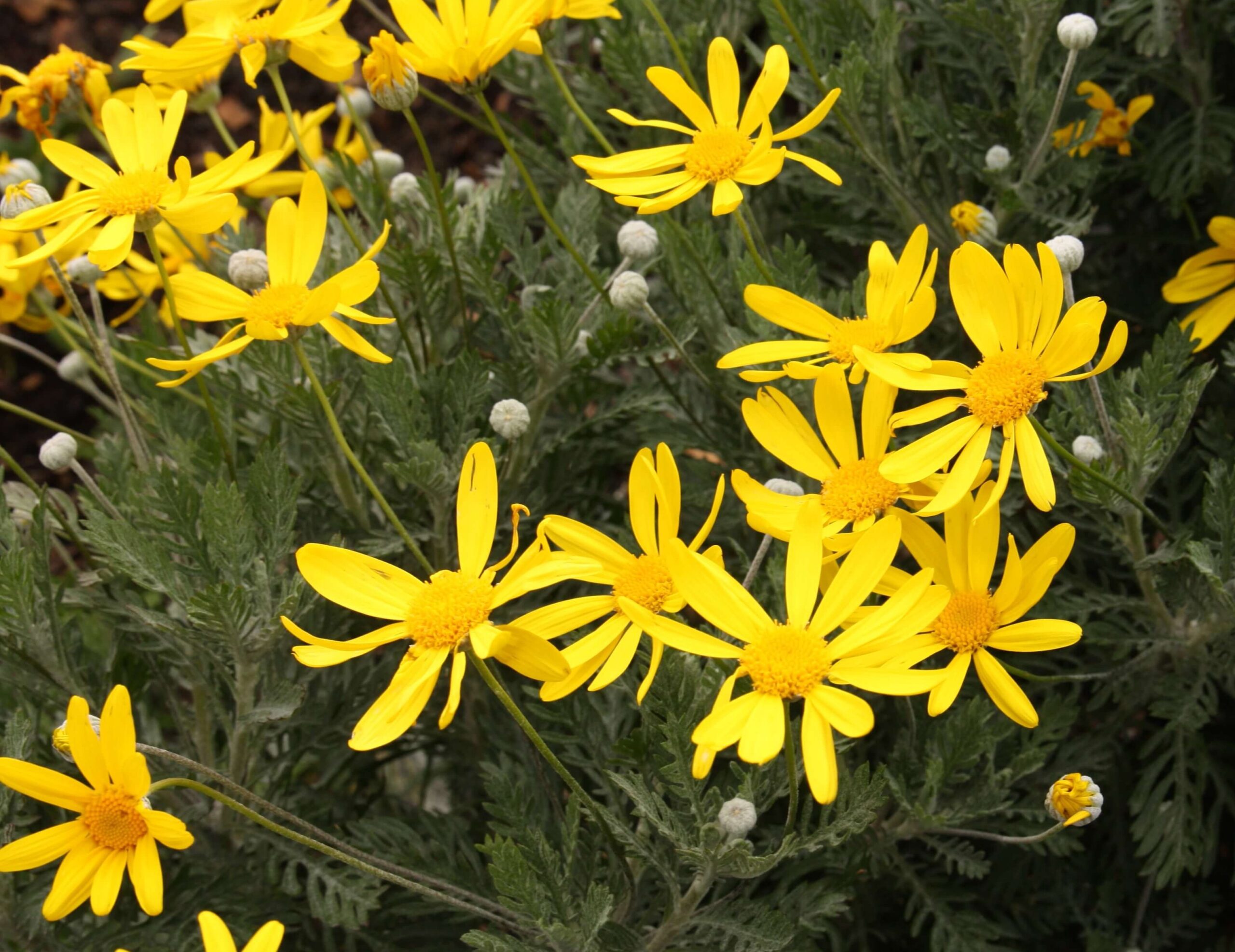 Euryops pectinatus ‘Little Sunray’