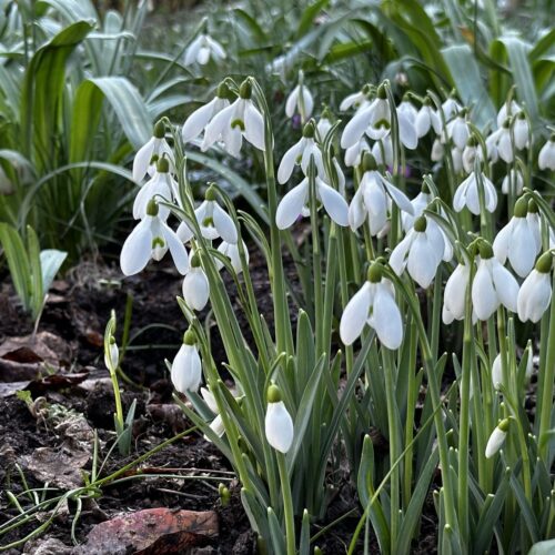 Galanthus elwesii - Image 2
