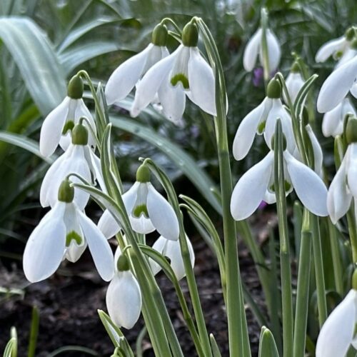 Galanthus elwesii