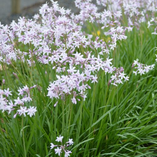 Tulbaghia 'Milky Way'