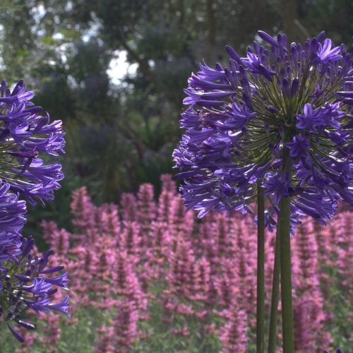 Alternative view of Agapanthus praecox ‘Guilfoyle’