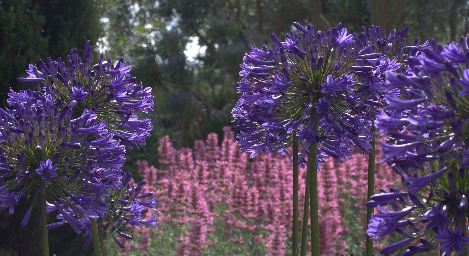 Agapanthus praecox ‘Guilfoyle’ - Image 2
