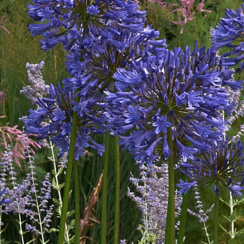 Agapanthus praecox ‘Guilfoyle’