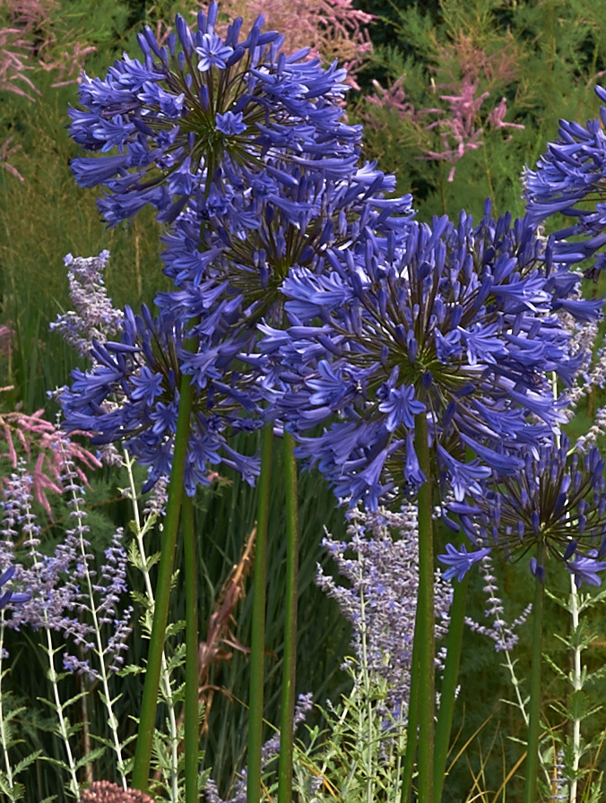 Agapanthus praecox ‘Guilfoyle’