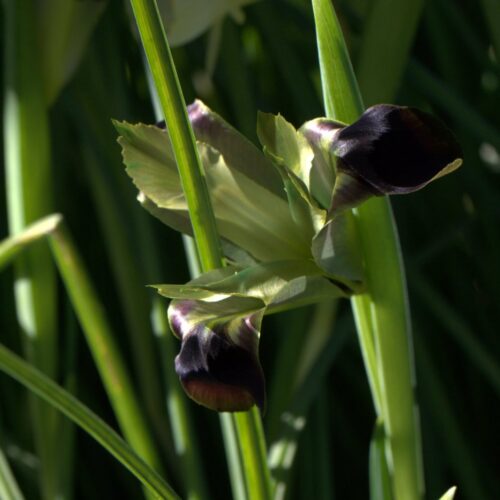 Iris tuberosa