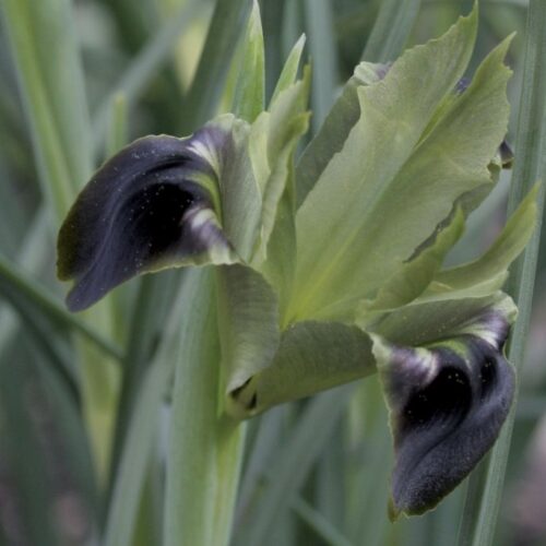 Alternative view of Iris tuberosa