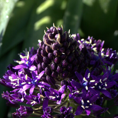 Alternative view of Scilla peruviana