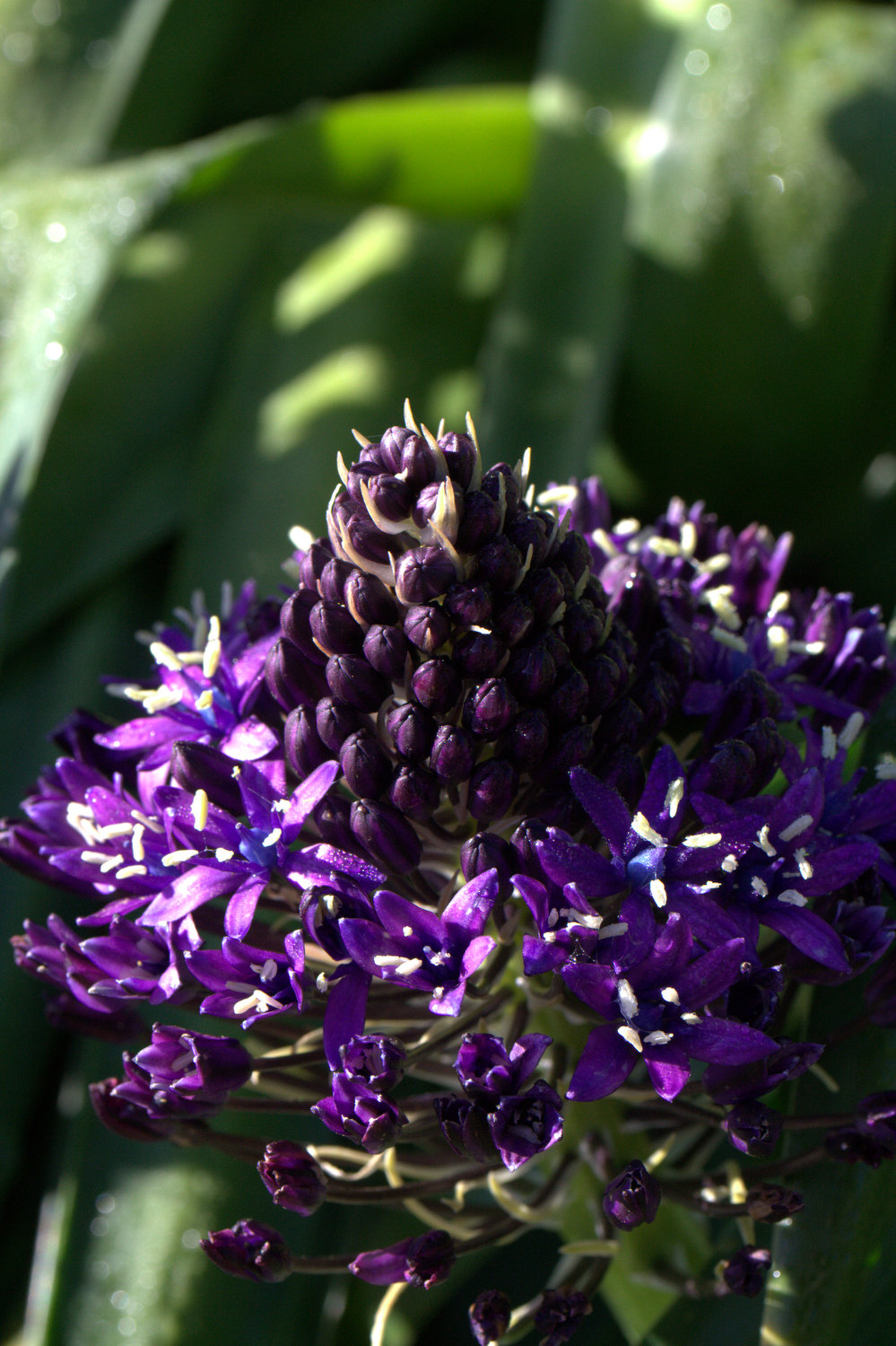 Scilla peruviana - Image 2