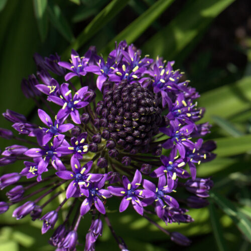 Scilla peruviana