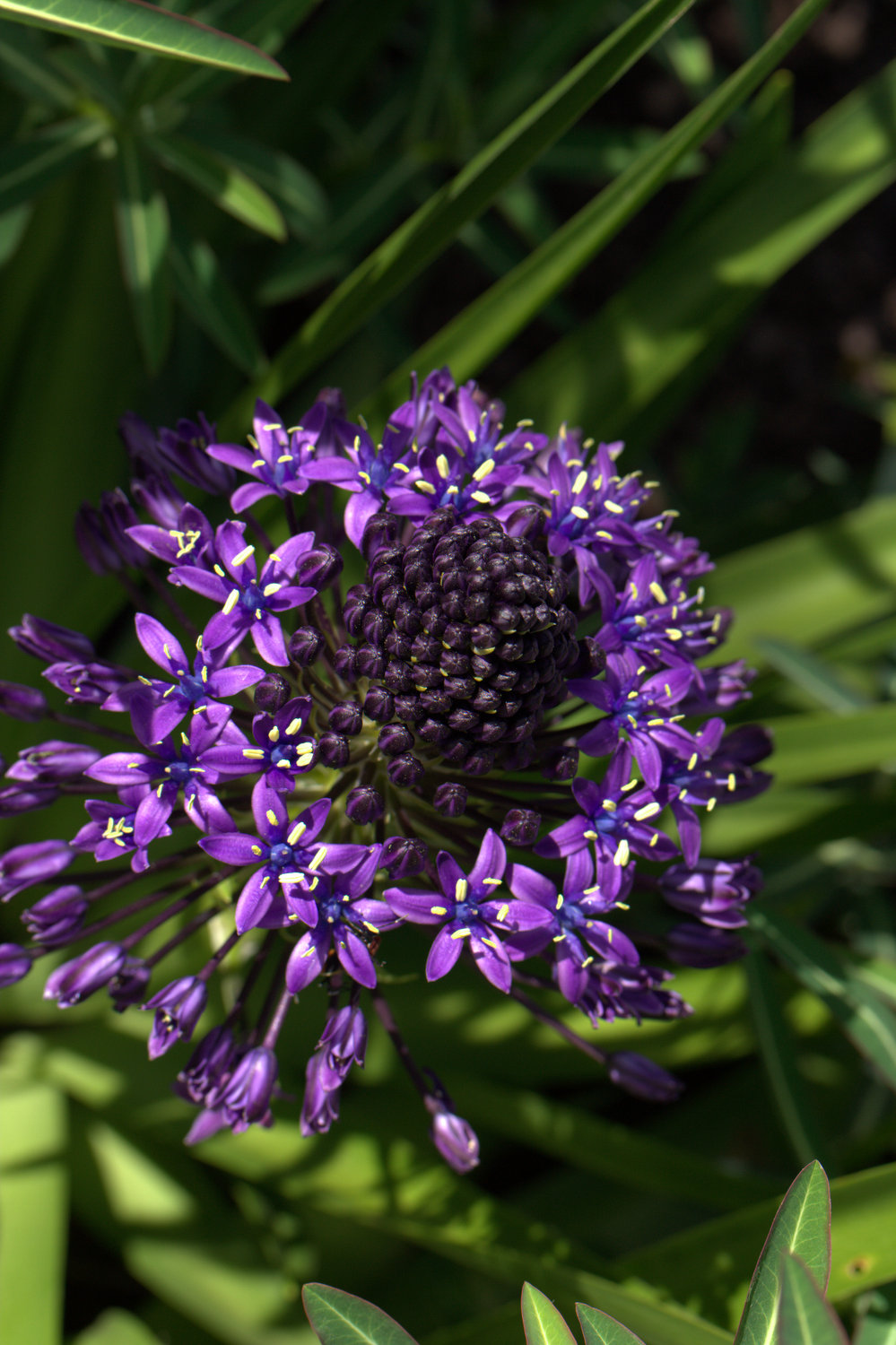 Scilla peruviana